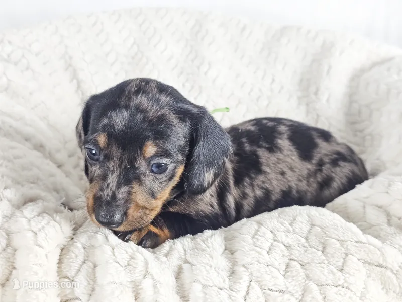 Lychee, a male Dachshund for sale in Sacramento, CA – 1 of 6