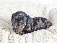 Lychee, a male Dachshund for sale in Sacramento, CA – 1 of 6