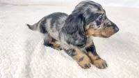 Strawberry, a male Miniature Dachshund for sale in Sacramento, CA – 1 of 7
