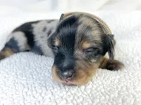 Chocolate, a male Miniature Dachshund for sale in Sacramento, CA – 2 of 9
