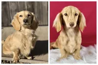 Vanilla, a female Miniature Dachshund for sale in Sacramento, CA – 8 of 8