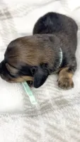 Coca-cola, a male Miniature Dachshund for sale in Sacramento, CA – 2 of 5