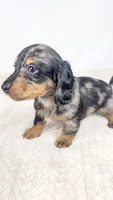Chocolate, a male Miniature Dachshund for sale in Sacramento, CA – 3 of 7