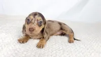 Hot fudge, a female Miniature Dachshund for sale in Sacramento, CA – 4 of 6