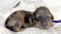 Chicken bake, a male Miniature Dachshund for sale in Sacramento, CA – 5 of 7