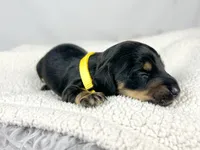 Vanilla, a male Miniature Dachshund for sale in Sacramento, CA – 3 of 6