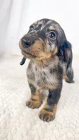 Strawberry, a male Miniature Dachshund for sale in Sacramento, CA – 6 of 7