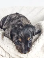 Honeydew, a male Dachshund for sale in Sacramento, CA – 2 of 6