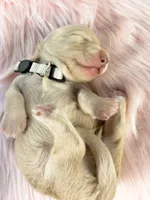 Chocolate chip, a male Miniature Dachshund for sale in Sacramento, CA – 8 of 10