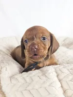 Thai tea, a male Dachshund for sale in Sacramento, CA – 5 of 6