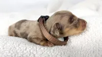 Hot fudge, a female Miniature Dachshund for sale in Sacramento, CA – 3 of 6