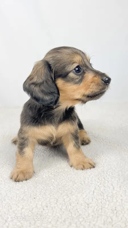 Whip cream – Miniature Dachshund puppy for sale in Sacramento, CA