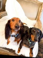 Brown sugar, a male Dachshund for sale in Sacramento, CA – 6 of 6