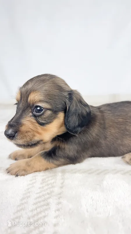 Cherry – Miniature Dachshund puppy for sale in Sacramento, CA