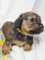 Sunflower, a female Miniature Dachshund for sale in Sacramento, CA – 3 of 7