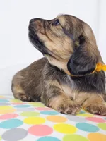 Sunflower, a female Miniature Dachshund for sale in Sacramento, CA – 2 of 7