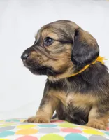 Sunflower, a female Miniature Dachshund for sale in Sacramento, CA – 4 of 7