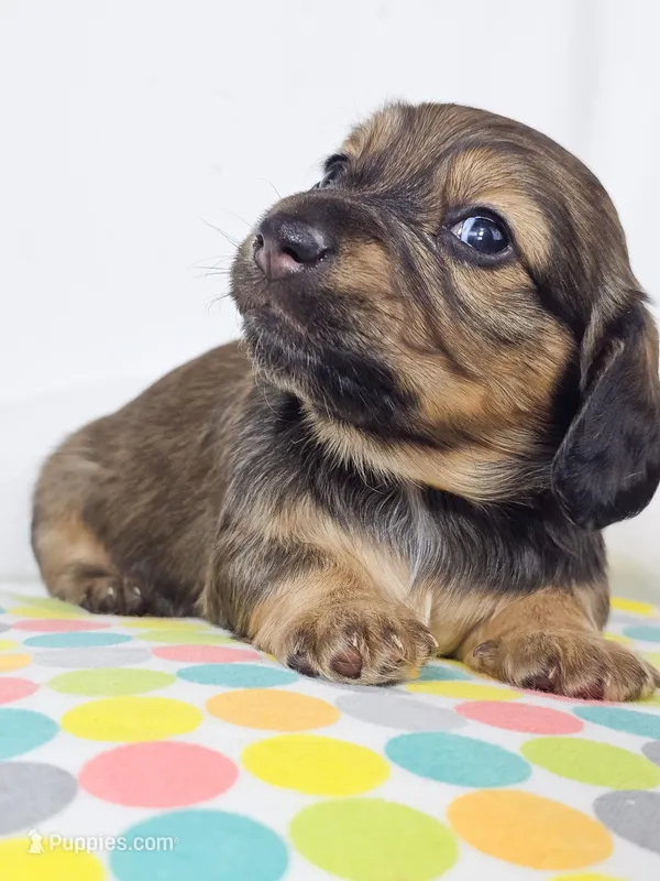 Sunflower – Miniature Dachshund puppy for sale in Sacramento, CA