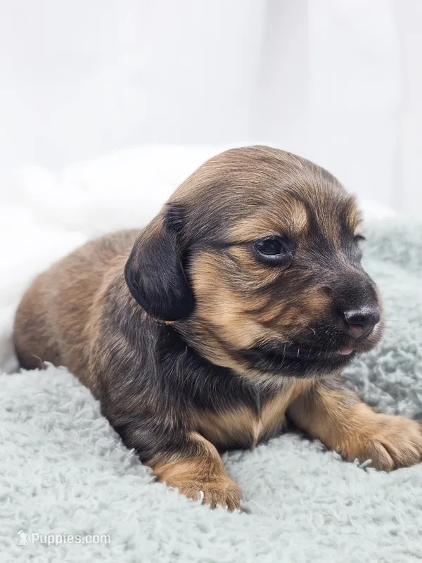 Sunflower – Miniature Dachshund puppy for sale in Sacramento, CA