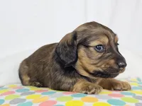 Sunflower, a female Miniature Dachshund for sale in Sacramento, CA – 6 of 7
