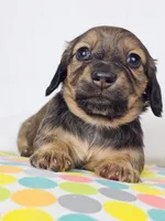 Sunflower, a female Miniature Dachshund for sale in Sacramento, CA – 5 of 7