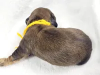 Sunflower, a female Miniature Dachshund for sale in Sacramento, CA – Photo 3 of 6