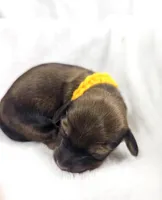 Sunflower, a female Miniature Dachshund for sale in Sacramento, CA – Photo 5 of 6