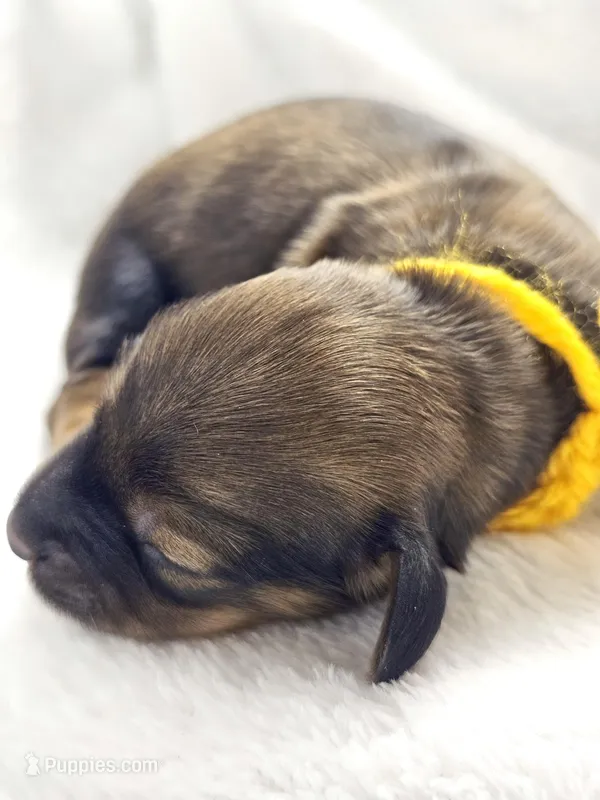 Sunflower – Miniature Dachshund puppy for sale in Sacramento, CA