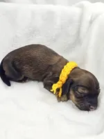 Sunflower, a female Miniature Dachshund for sale in Sacramento, CA – Photo 4 of 6