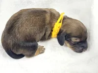 Sunflower, a female Miniature Dachshund for sale in Sacramento, CA – Photo 2 of 6