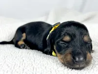 Vanilla, a male Miniature Dachshund for sale in Sacramento, CA – 5 of 6