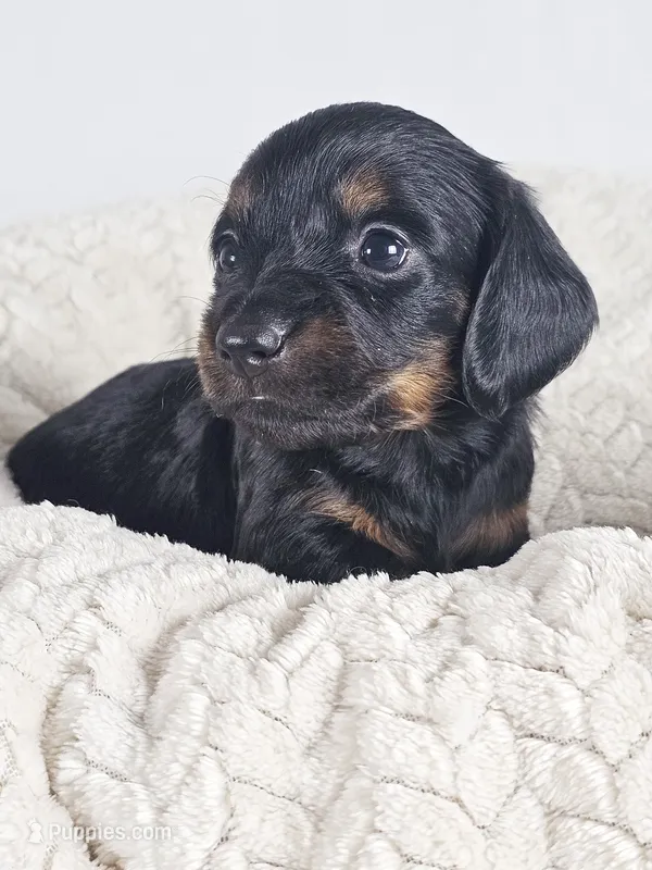 Brown sugar – Dachshund puppy for sale in Sacramento, CA