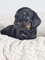 Brown sugar, a male Dachshund for sale in Sacramento, CA – 1 of 6