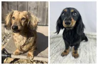 Chocolate, a male Miniature Dachshund for sale in Sacramento, CA – 9 of 9