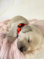 Snickerdoodle, a male Miniature Dachshund for sale in Sacramento, CA – 3 of 8