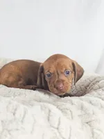 Thai tea, a male Dachshund for sale in Sacramento, CA – 2 of 6