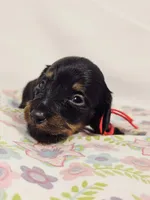 Jelly, a female Miniature Dachshund for sale in Sacramento, CA – Photo 4 of 6