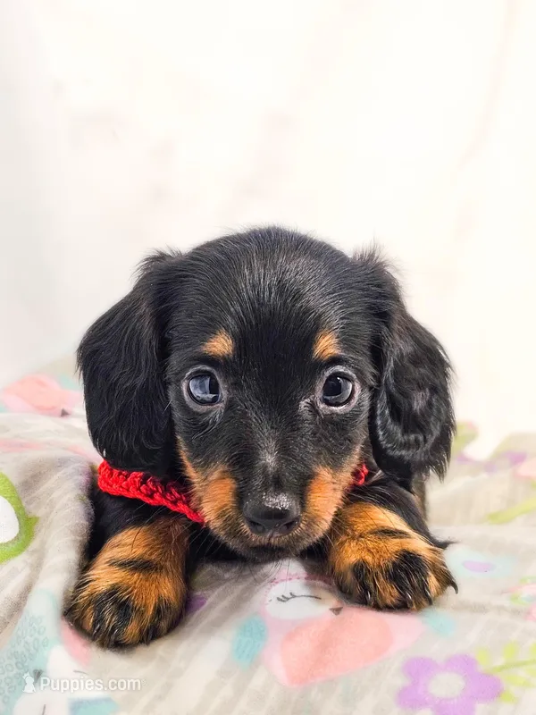 Jelly – Miniature Dachshund puppy for sale in Sacramento, CA