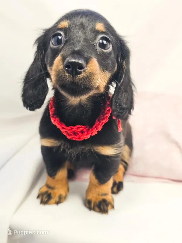 Jelly – Miniature Dachshund puppy on hold in Sacramento, CA