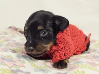 Jelly, a female Miniature Dachshund for sale in Sacramento, CA – Photo 5 of 6