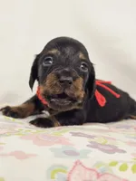 Jelly, a female Miniature Dachshund for sale in Sacramento, CA – Photo 1 of 6