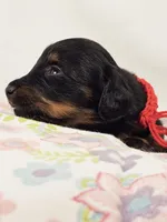 Jelly, a female Miniature Dachshund for sale in Sacramento, CA – Photo 3 of 6