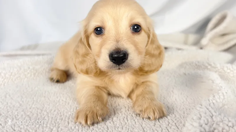 Wafer – Miniature Dachshund puppy on hold in Sacramento, CA