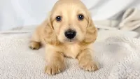 Wafer, a male Miniature Dachshund for sale in Sacramento, CA – 1 of 6