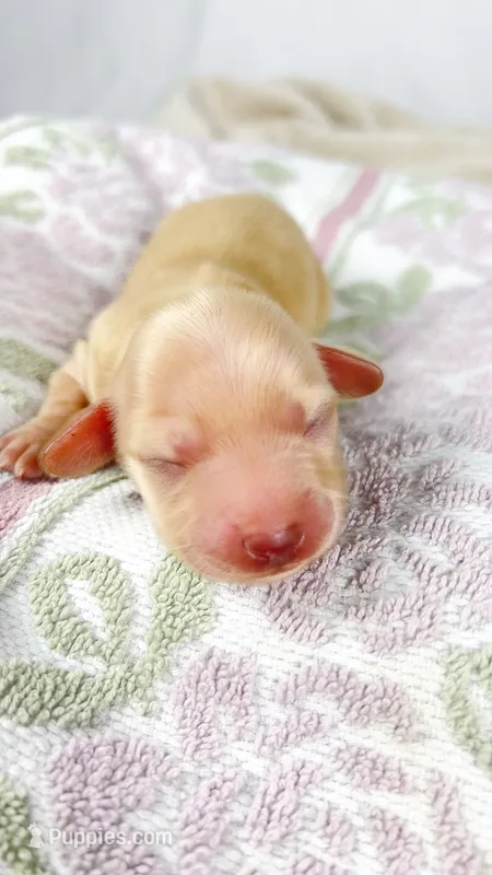 Vanilla – Miniature Dachshund puppy for sale in Sacramento, CA