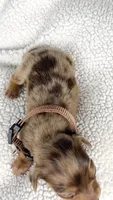 Hot fudge, a female Miniature Dachshund for sale in Sacramento, CA – 5 of 6