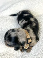 Chocolate, a male Miniature Dachshund for sale in Sacramento, CA – 8 of 9