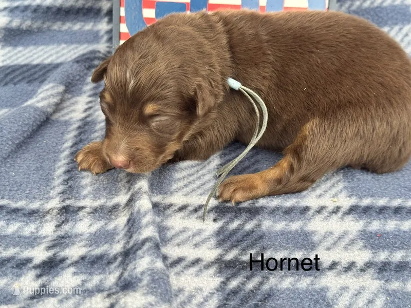 Hornet – Australian Shepherd puppy for sale in Fredericktown, MO