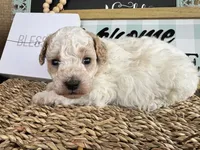 Dogwood, a male Poodle - Toy  for sale in Fredericktown, MO – 1 of 1