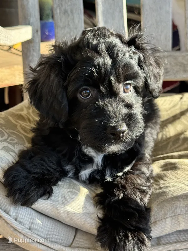 Clove "toy" – Aussiedoodle, Miniature Aussiedoodle puppy for sale in Fredericktown, MO